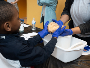 A young boy wearing blue latex gloves holds a human brain