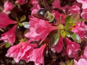 azalea_bee.jpg azalea_bee