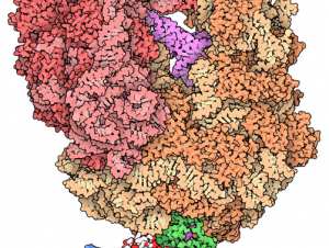 Molecular dynamics simulations assisted in creating this image of a ribosome.